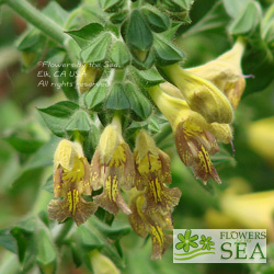 Salvia x 'Mellow Yellow'
