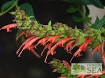 Salvia tuerckheimii