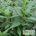 Salvia tuerckheimii