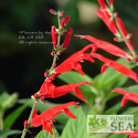 Salvia nemorosa 'Burgundy Candles'