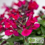 Salvia x 'Elk Raspberry Moose'