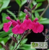 Salvia greggii 'Raspberry'
