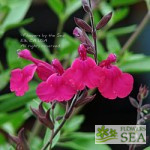 Salvia microphylla 'Heatwave Glimmer'