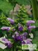 Salvia glabrescens 'Autumn Equinox'
