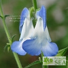 Salvia patens 'Dot's Delight Seed Strain'