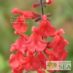 Salvia x 'Scarlet Spires'
