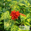Salvia splendens van houttei 'Dancing Flame'
