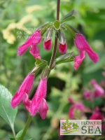 Salvia buchananii