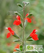 Salvia blepharophylla `Diablo'