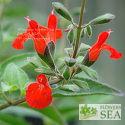 Salvia blepharophylla `Painted Lady'