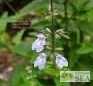 Salvia caymanensis