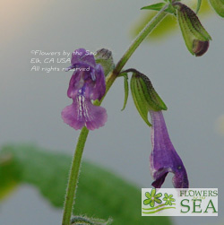 Salvia yunnanensis