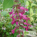 Salvia gravida