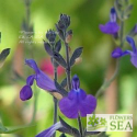 Salvia coahuilensis
