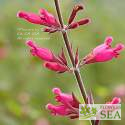 Salvia involucrata var puberula 'Hidalgo'