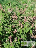 Salvia lasiantha