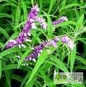 Salvia leucantha 'Greenwood'