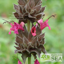 Salvia spathacea 'Powerline Pink'