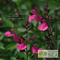 Salvia greggii 'Black Cherry'