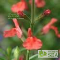 Salvia greggii 'Lowrey's Peach'