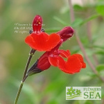 Salvia microphylla 'Royal Bumble'