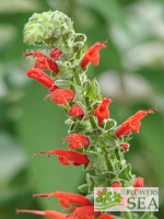 Salvia haenkei