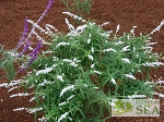 Salvia leucantha 'White Mischief'