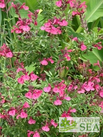 Salvia greggii 'Cold Hardy Pink'