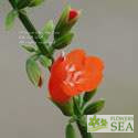 Salvia coccinea 'Vermilion'