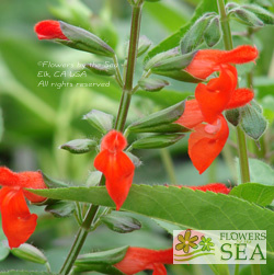 Salvia blepharophylla 'Cervina'