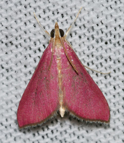 Southern Pink Moth adult