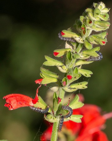 Battles in the Salvia Garden: Pretty Southern Pink Moth