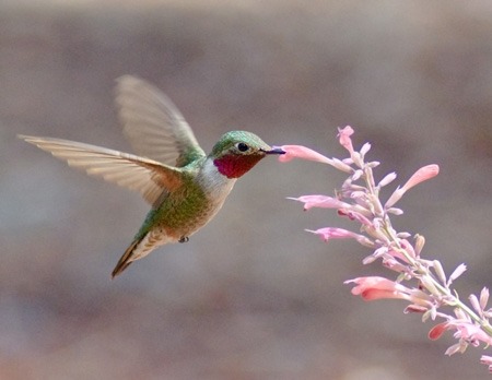 Ask Mr. Sage: Where Can You Grow Agastache?