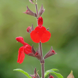 Drought Praise: 5 Hot Red Salvias for Hummingbirds