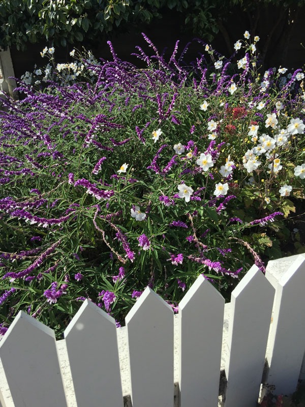 Pretty, Practical Cottage Gardens Rooted in Pandemic History