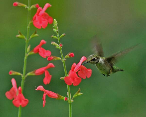 September in the Salvia Garden