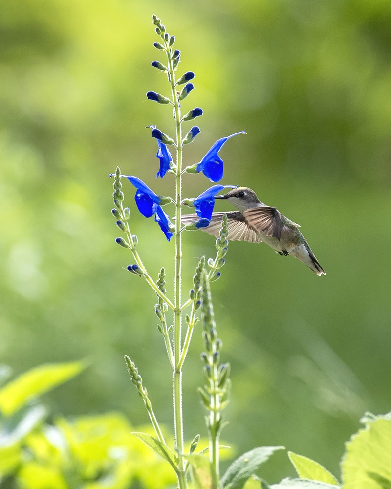 6 Indispensable Hummingbird Flowers for Long, Easy Bloom