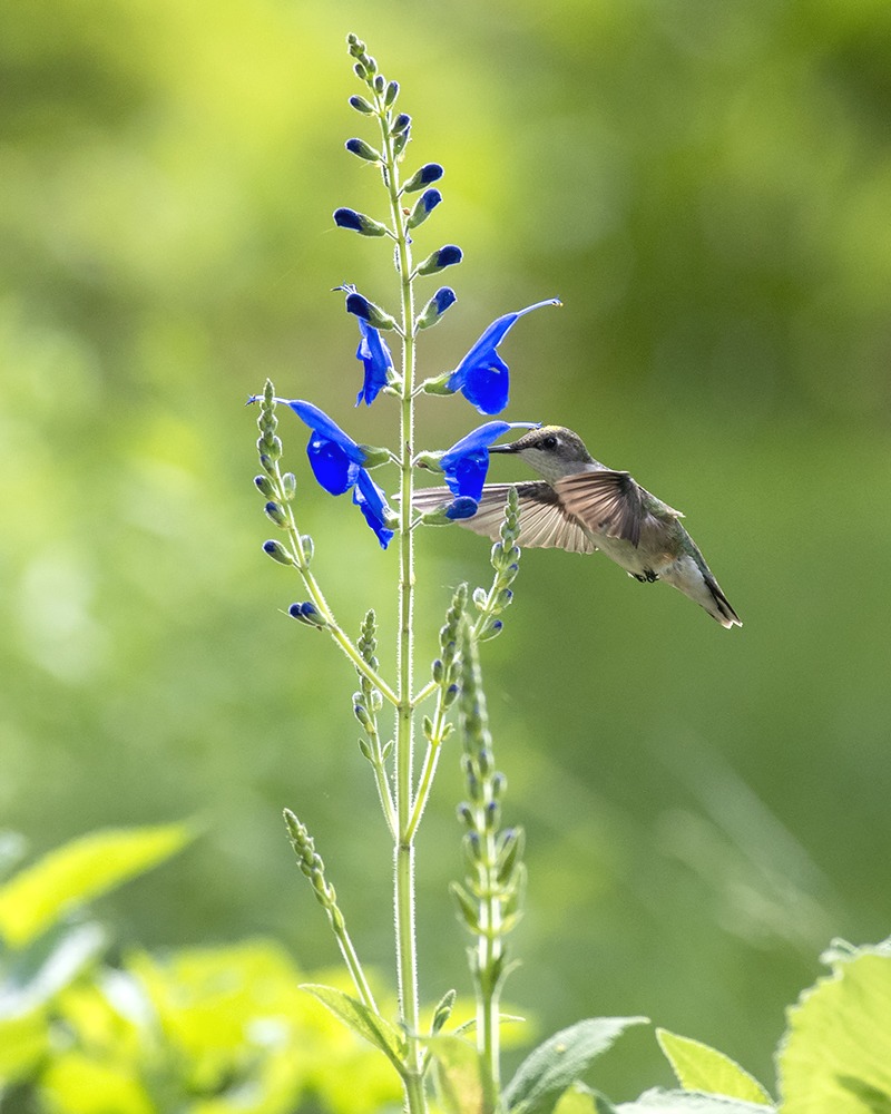 Salvia guaranitica 'Purple Haze'