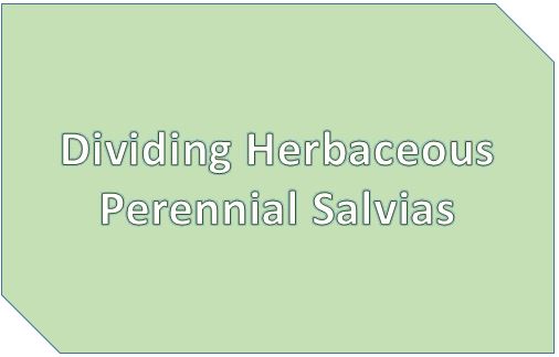 Dividing Herbaceous Perennial Salvias
