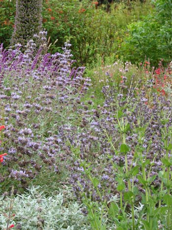 July in the Salvia Garden