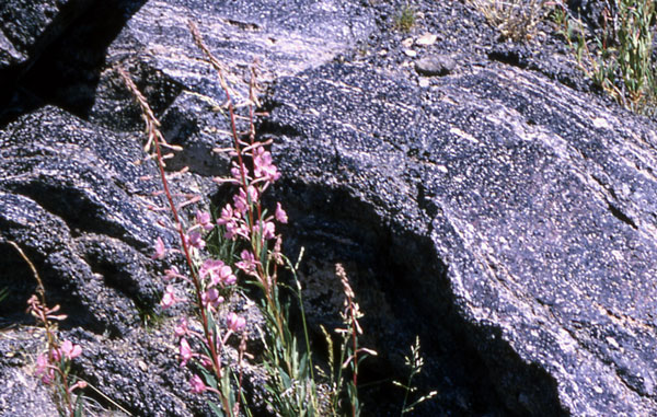 Perlite in situ