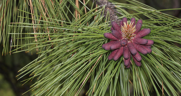 Ponderosa pine