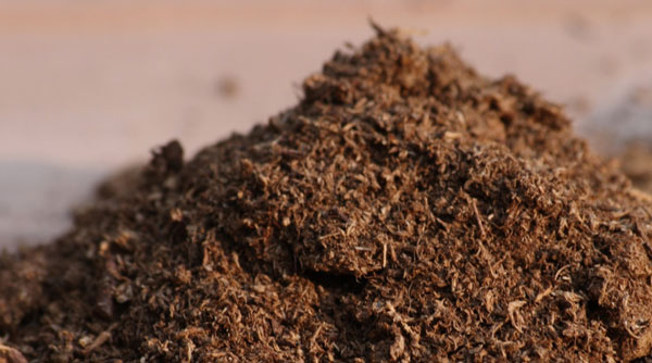 Sphagnum peat moss