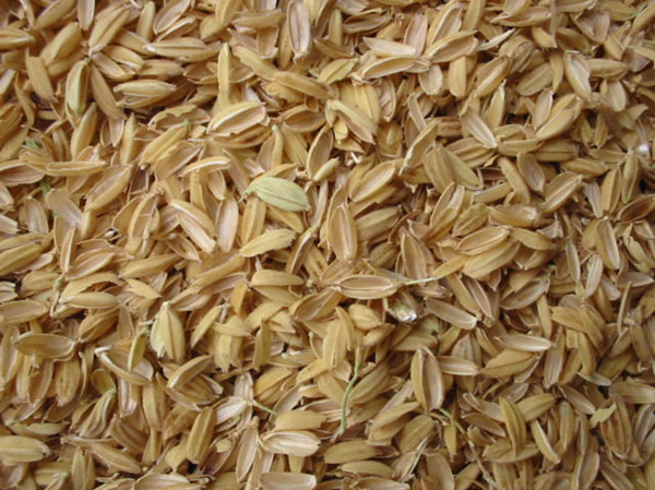 Rice hulls