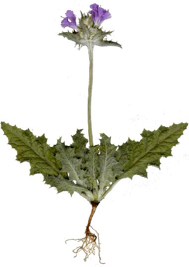 Salvia carduacea animation
