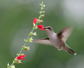 Sage Experts: Nancy Newfield, Hummingbird Gardener, Part II