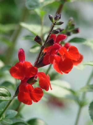 Seeing Red and Loving It: Hummingbirds and Salvia microphylla