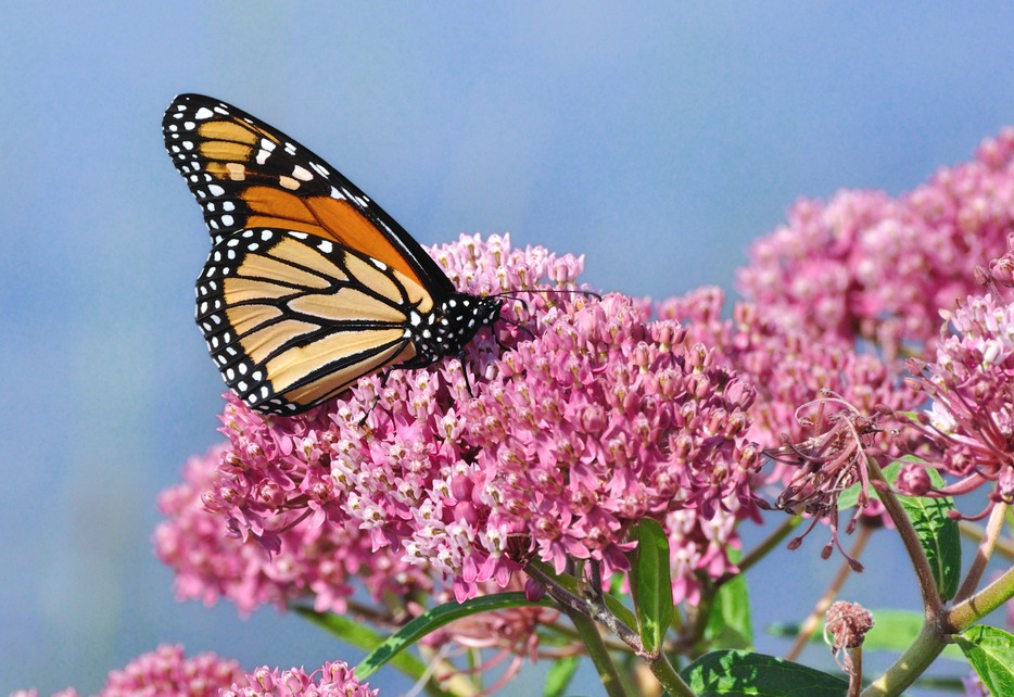 Ask Mr. Sage: Which Milkweed Is Right for My Garden?