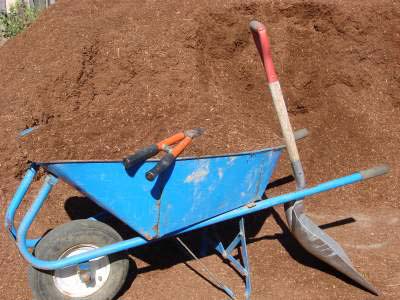 Cleanup in the Garden: Healthy Pruning and Mulching of Salvia