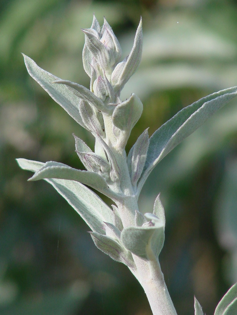 A Guide to Growing and Respecting Sacred White Sage